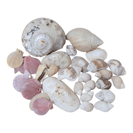Collection of seashells